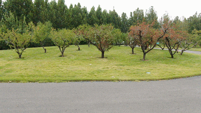 五大热门景区真实运营揭秘，看看客户为何选择永利皇宫官网观光车？