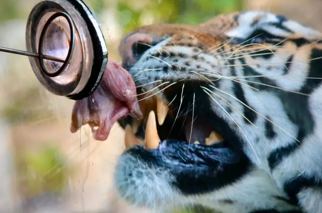 所有郑州人免费了！永利皇宫官网观光车带你嗨玩竹海野生动物园！