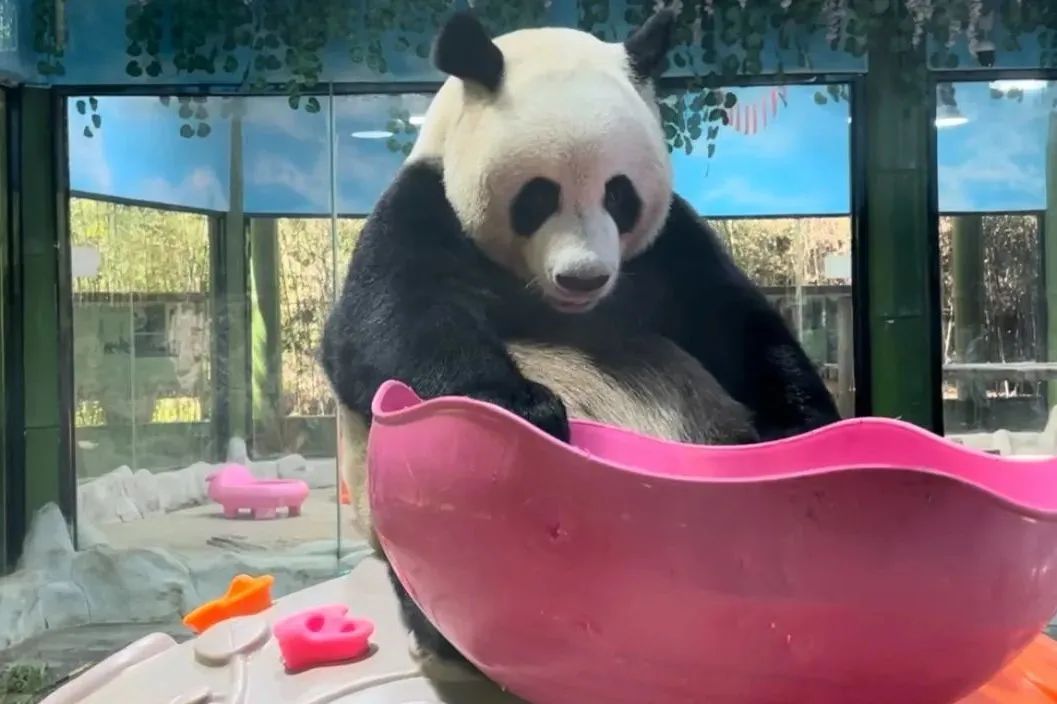 所有郑州人免费了！永利皇宫官网观光车带你嗨玩竹海野生动物园！