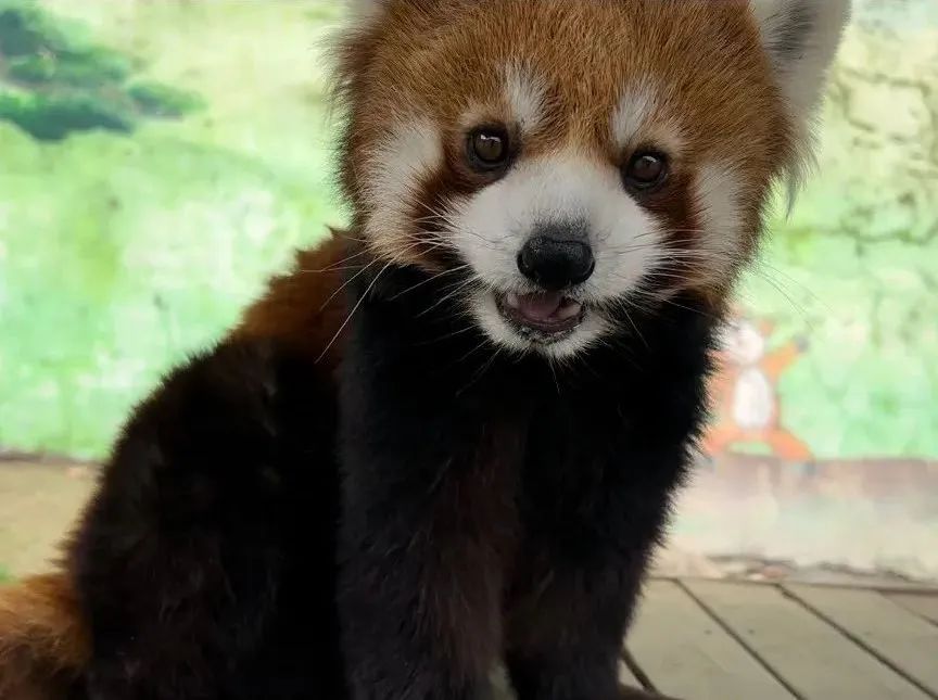 所有郑州人免费了！永利皇宫官网观光车带你嗨玩竹海野生动物园！