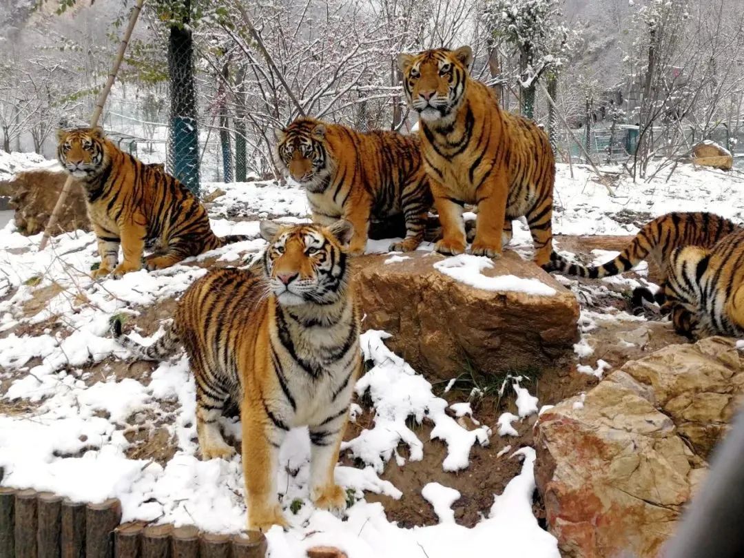 所有郑州人免费了！永利皇宫官网观光车带你嗨玩竹海野生动物园！