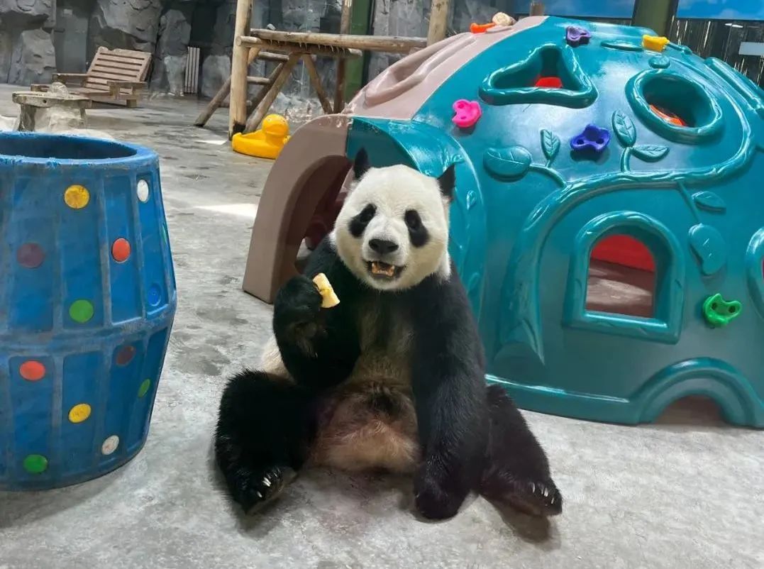 所有郑州人免费了！永利皇宫官网观光车带你嗨玩竹海野生动物园！