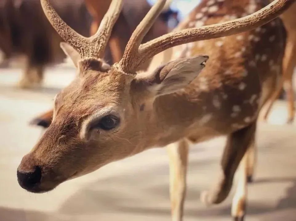 所有郑州人免费了！永利皇宫官网观光车带你嗨玩竹海野生动物园！