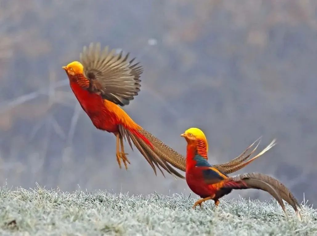 所有郑州人免费了！永利皇宫官网观光车带你嗨玩竹海野生动物园！