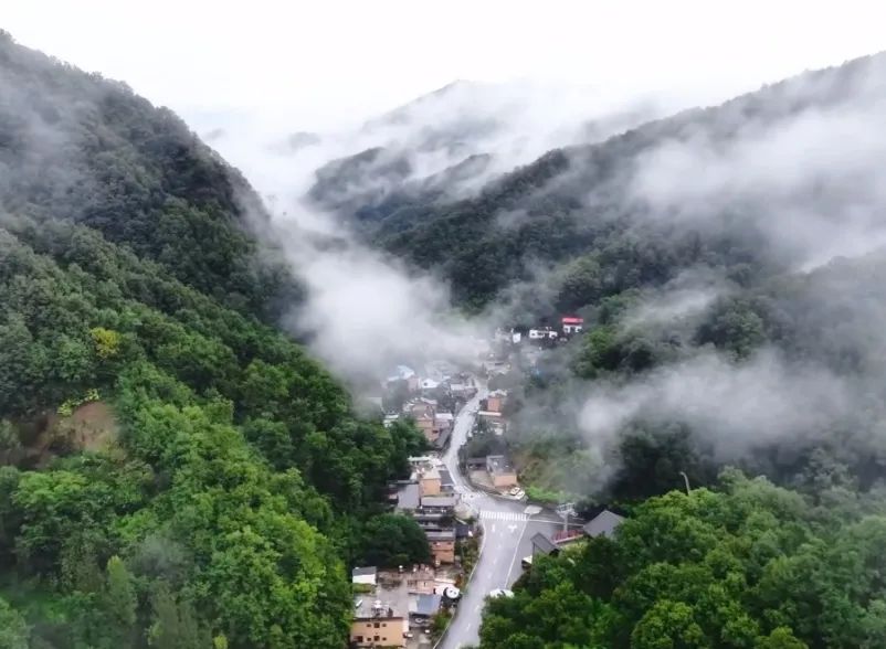 所有郑州人免费了！永利皇宫官网观光车带你嗨玩竹海野生动物园！
